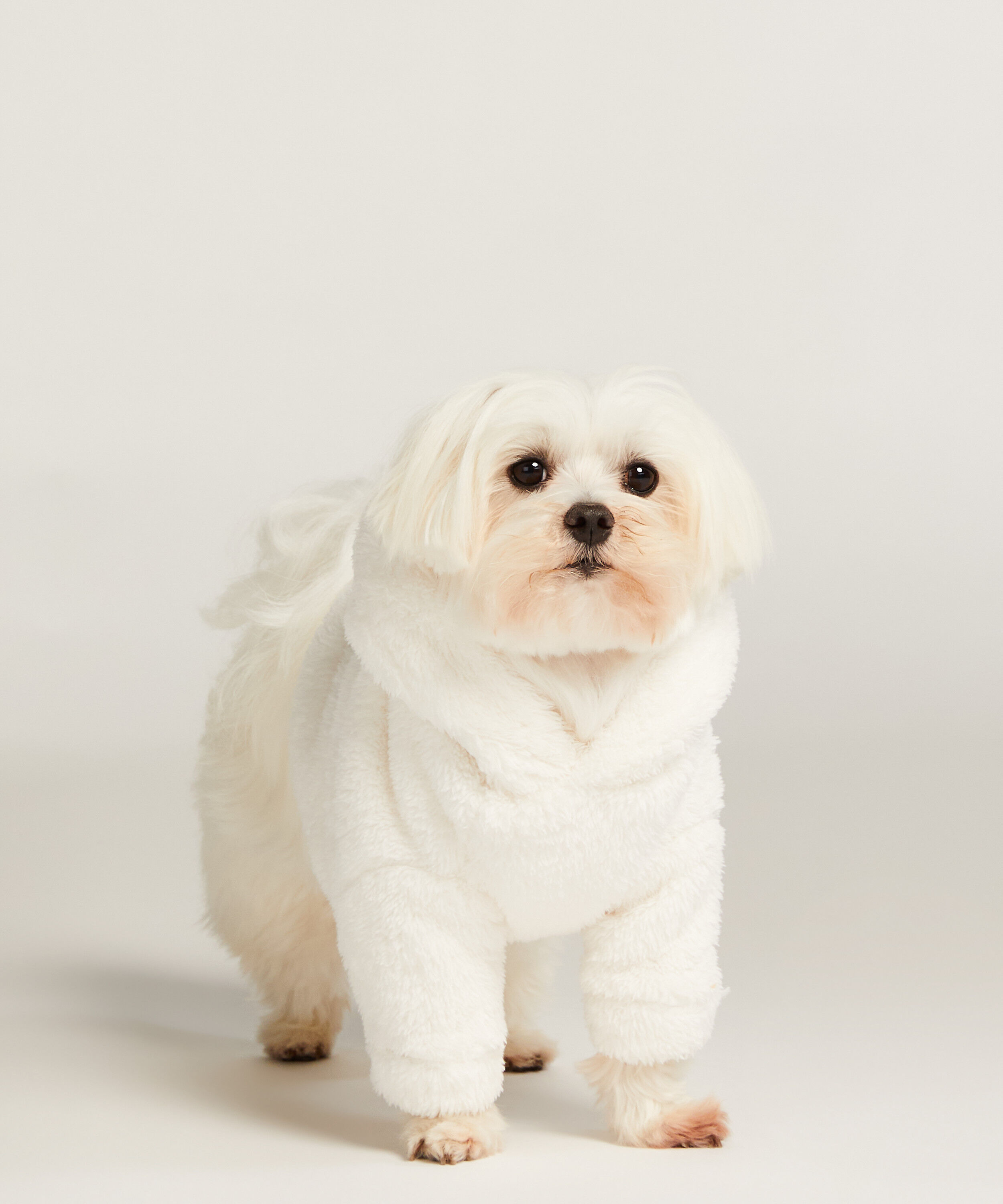 Chiens de grenouill&egrave;re, Blanc